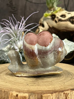 Polychrome Snails