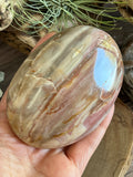 Large Petrified Wood Palm Stone
